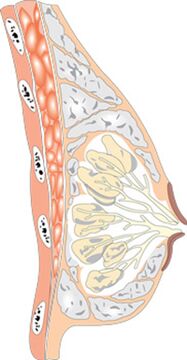 Emakumezkoen bularraren egitura